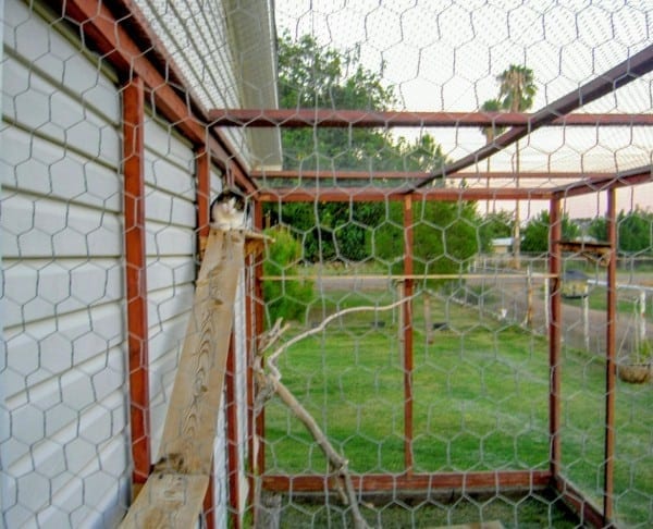 Catio 2025 chicken wire