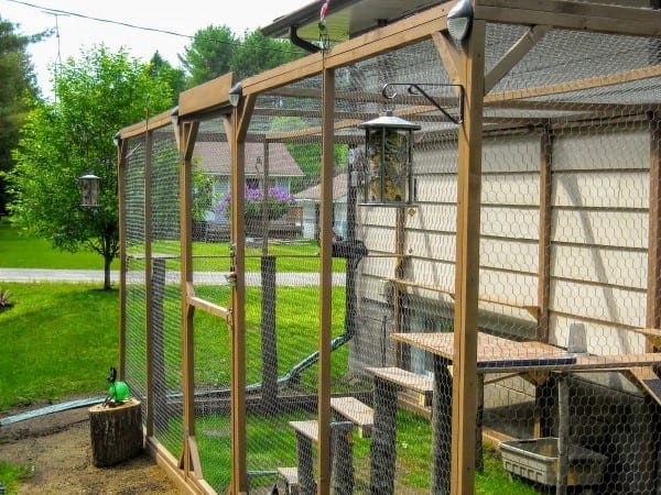 Outdoor cat cage diy best sale