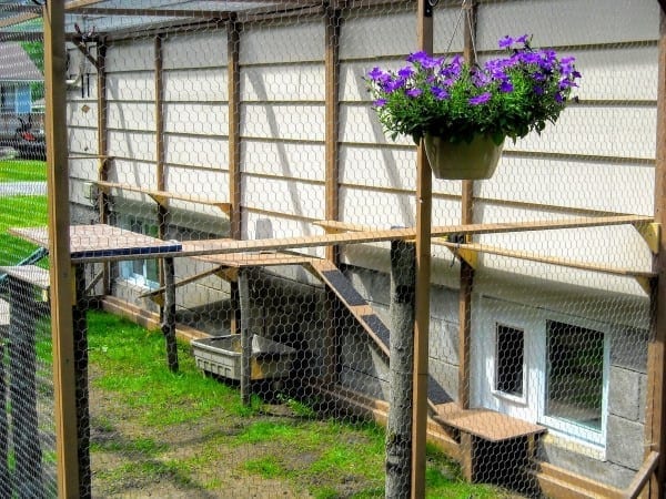 Outdoor cat enclosure attached to house hotsell