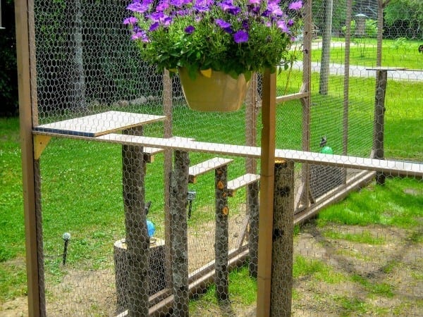 Chicken wire hotsell cat enclosure