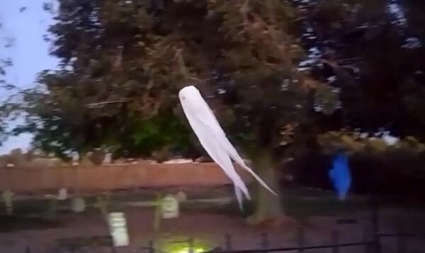 flying ghost zipline